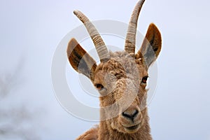 Ibex