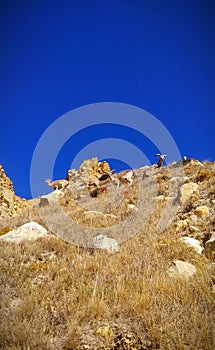 Ibex, the high Himalayan wild goat deer, camouflage landscape