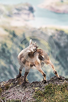 An ibex in the Italian Alps scratching its horns