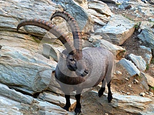 Ibex living in the Swiss Alps