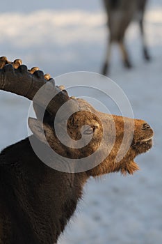 Ibex male