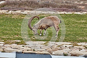 Ibex in Mitzpe Ramon, Israel