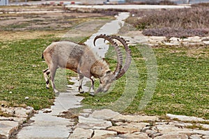 Ibex in Mitzpe Ramon, Israel