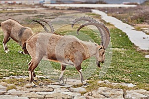 Ibex in Mitzpe Ramon, Israel