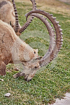 Ibex in Mitzpe Ramon, Israel