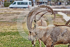 Ibex in Mitzpe Ramon, Israel