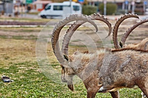 Ibex in Mitzpe Ramon, Israel