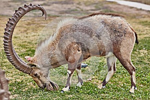 Ibex in Mitzpe Ramon, Israel