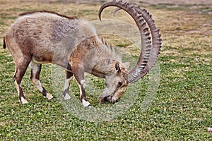 Ibex in Mitzpe Ramon, Israel