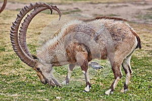 Ibex in Mitzpe Ramon, Israel