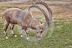 Ibex in Mitzpe Ramon, Israel