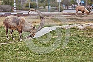 Ibex in Mitzpe Ramon, Israel