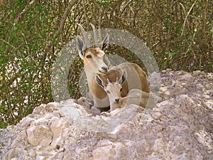 Ibex Mother and Kid photo