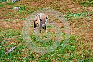 Ibex, a mountain dwelling ungulate eating grass at the zoo