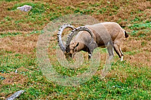 Ibex, a mountain dwelling ungulate eating grass at the zoo