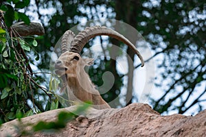 An ibex mountain goat steinbock bouquetin Capra ibex while feed