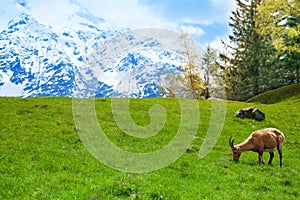 Ibex on a mountain pasture