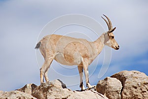 Ibex in the Negev desert in Mitzpe Ramon on the rim of the crater Machtesh Ramon, wildlife in Israe