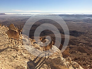 Ibex in Ramon Crator, Israel