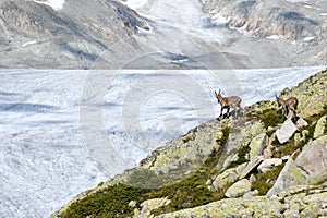 Ibex in the Rhone glacier valley, in the Swiss Alps, Europe