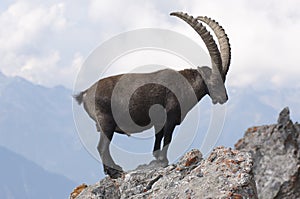 Ibex on a rock photo