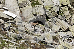 Ibex on rock