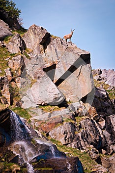 Ibex on a rock in Gran Paradiso national park fauna wildlife, Italy Alps mountains