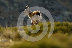 The ibex in the sierra de gredos.avila