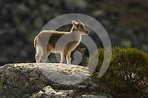 The ibex in the sierra de gredos.avila
