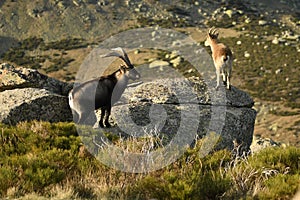 The ibex in the sierra de gredos.avila photo