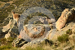 The ibex in the sierra de gredos.avila photo