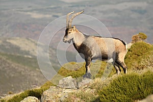 The ibex in the sierra de gredos.avila photo