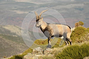 The ibex in the sierra de gredos.avila photo