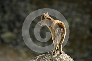 The ibex in the sierra de gredos.avila photo