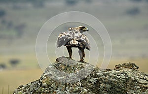 The ibex in the sierra de gredos.avila photo