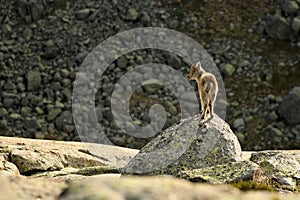 The ibex in the sierra de gredos.avila photo