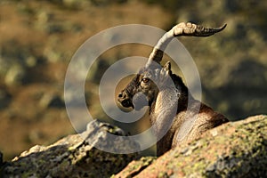 The ibex in the sierra de gredos.avila photo