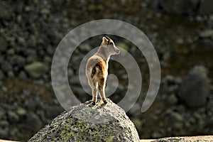 The ibex in the sierra de gredos.avila photo