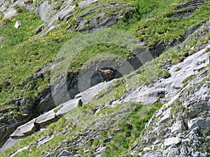Free ibex in the French Alps