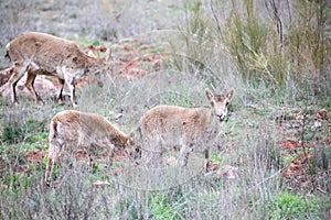 Ibex specimens attentive to predators in the mountain meadow, these mountain goats live in harmony in the mountains and high