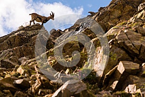 Ibex on the stone in Gran Paradiso national park fauna wildlife, Italy Alps mountains