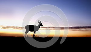 An ibex on sunrise