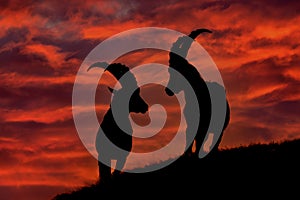 Ibex sunset in Alps. Animals silhouettes with orange evening sunset in the Alps. Alpine Ibex, Capra ibex, animals in nature