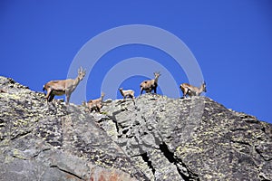 Ibex