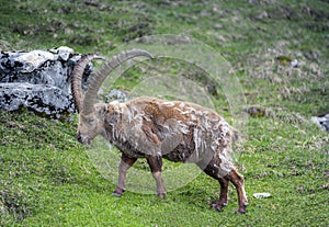 Ibex in the Swiss Alps