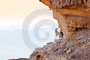 Ibex photo