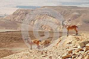 Ibexes on the cliff.