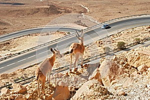 Ibexes on the cliff above the highway.