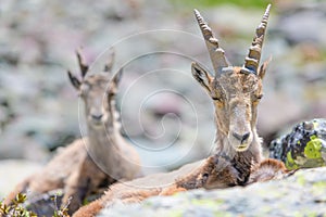 Ibexes rest on stones