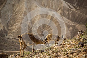 Ibexs in the desert